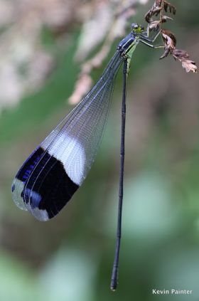 Helicopter Damselfly Megaloprepus caerulatus, El Valle, Panam – Best Places In The World To Retire – International Living